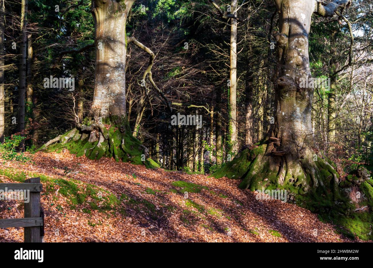 Alberi di faggio maturi in un bosco a piedi vicino Exmoor, Somerset, Regno Unito Foto Stock