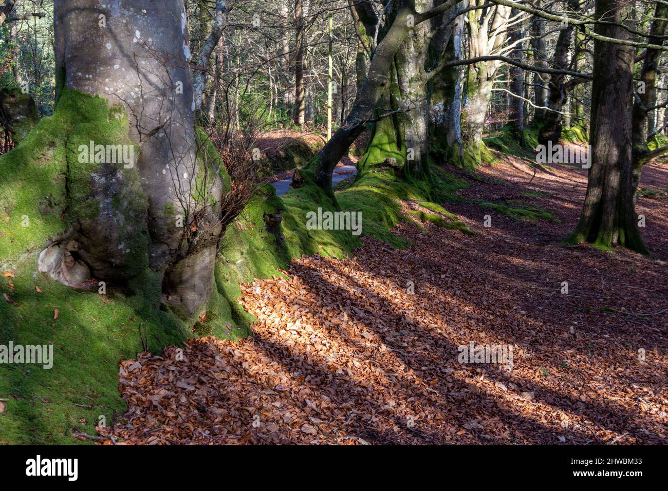 Alberi di faggio maturi in un bosco a piedi vicino Exmoor, Somerset, Regno Unito Foto Stock