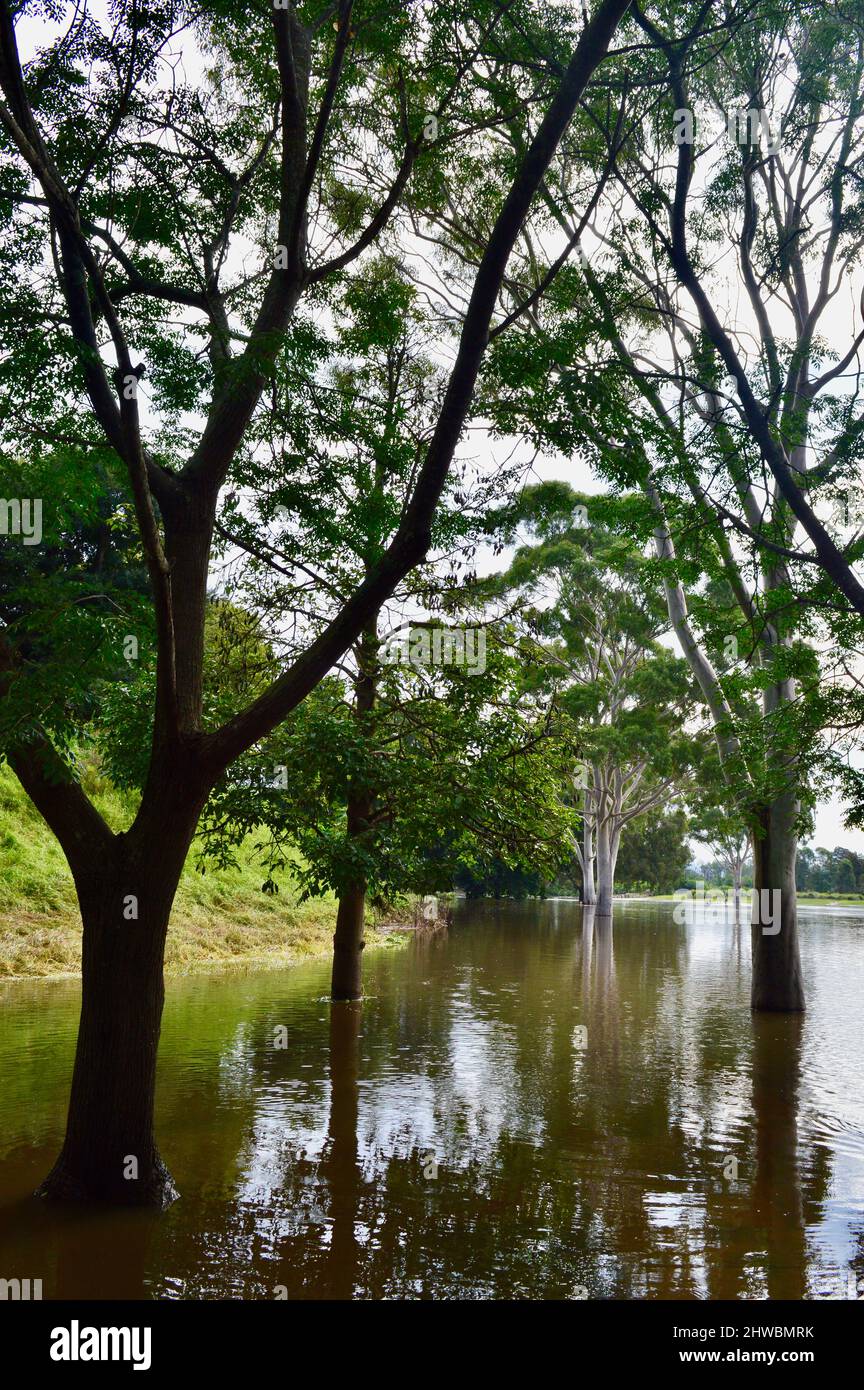 Parco allagato a Windsor, nella zona ovest di Sydney Foto Stock