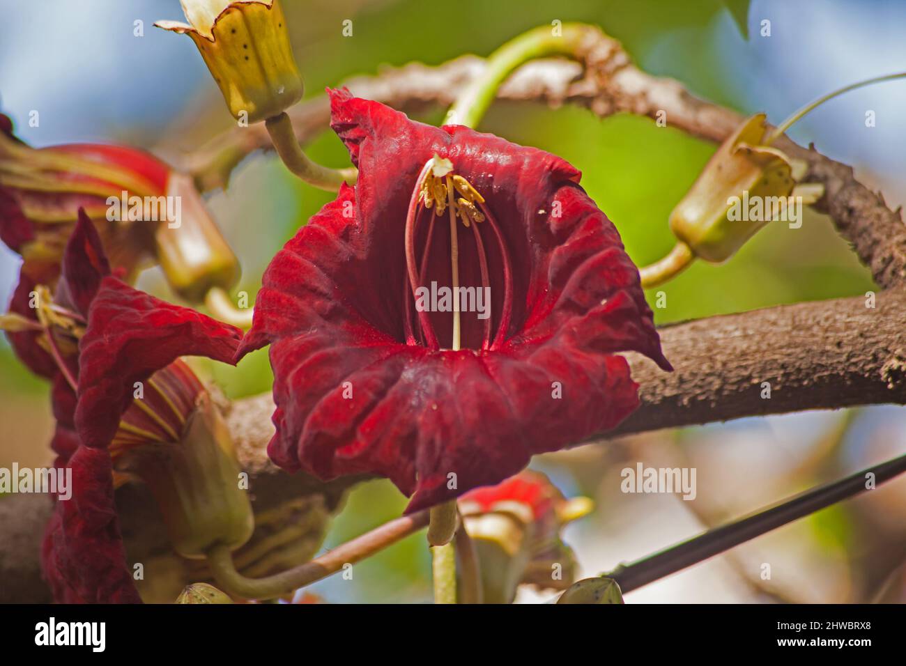 Fiore rosso della salsiccia tree.14706 Foto Stock
