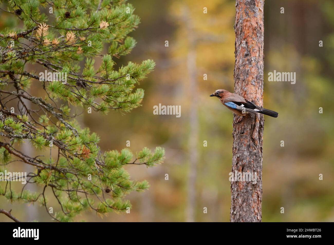 Eurasian Jay - Garrulus glandarius, grande uccello perching colorato da foreste e boschi europei, Finlandia. Foto Stock
