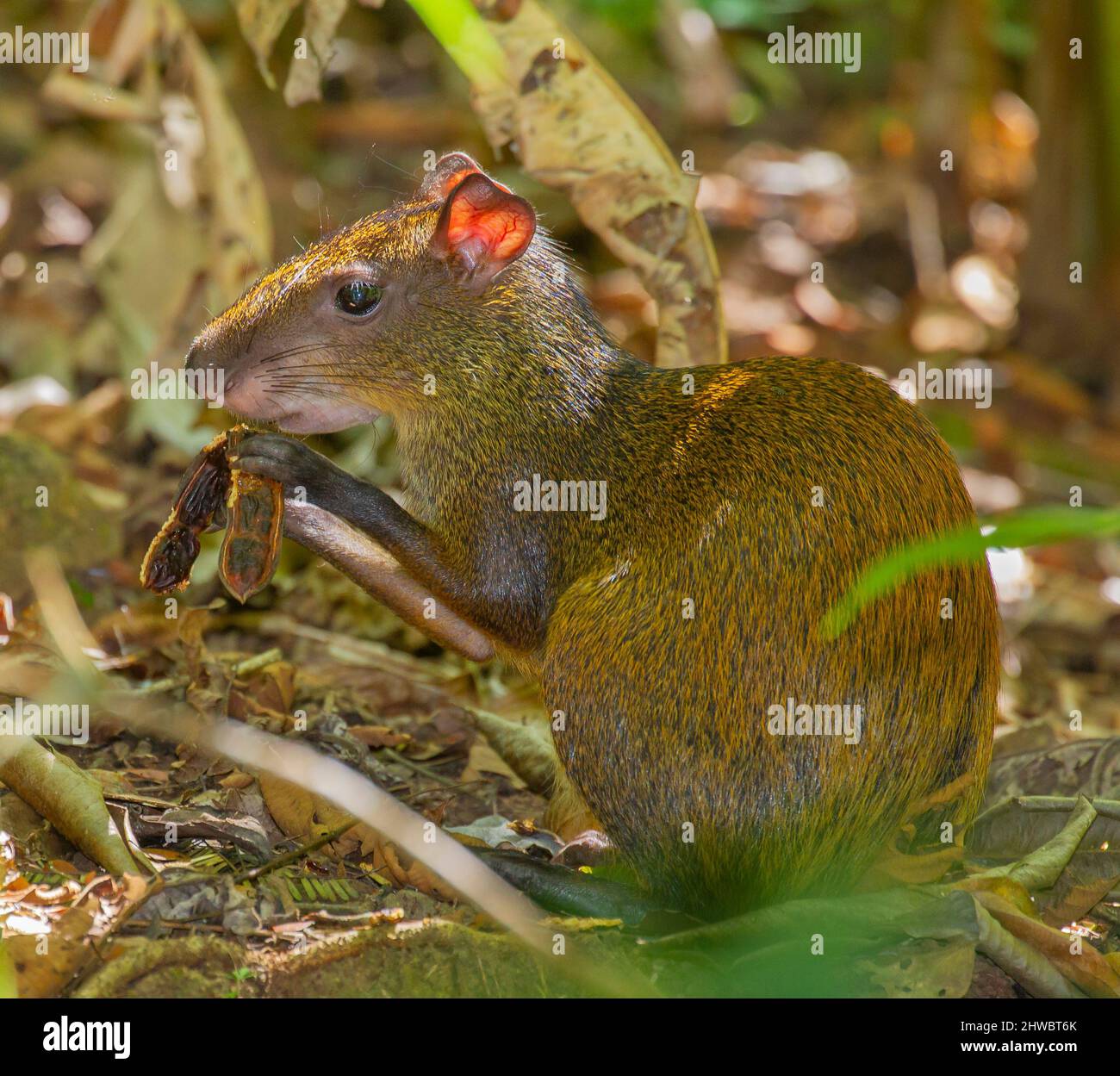 Aguti dell'America centrale (Dasyprocta punctata) che mangia una cialda di semi. Foto Stock