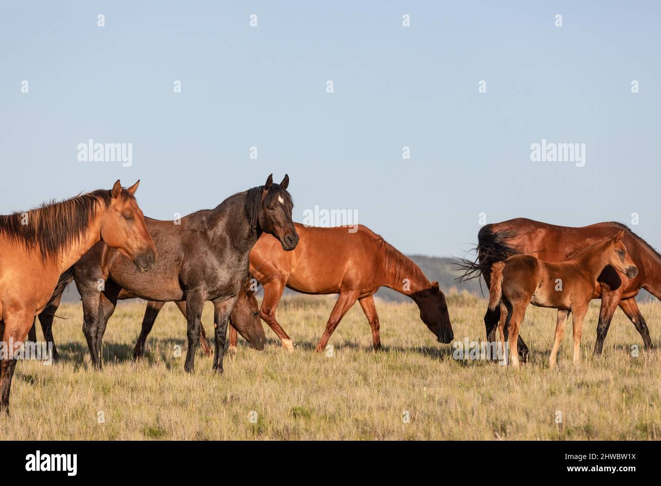 Wyoming Montana Ranch mandria di cavalli a Pryor Mountains. Yellowstone gruppo di cavalli da equitazione per i wrangler in un ranch dude. Foto Stock
