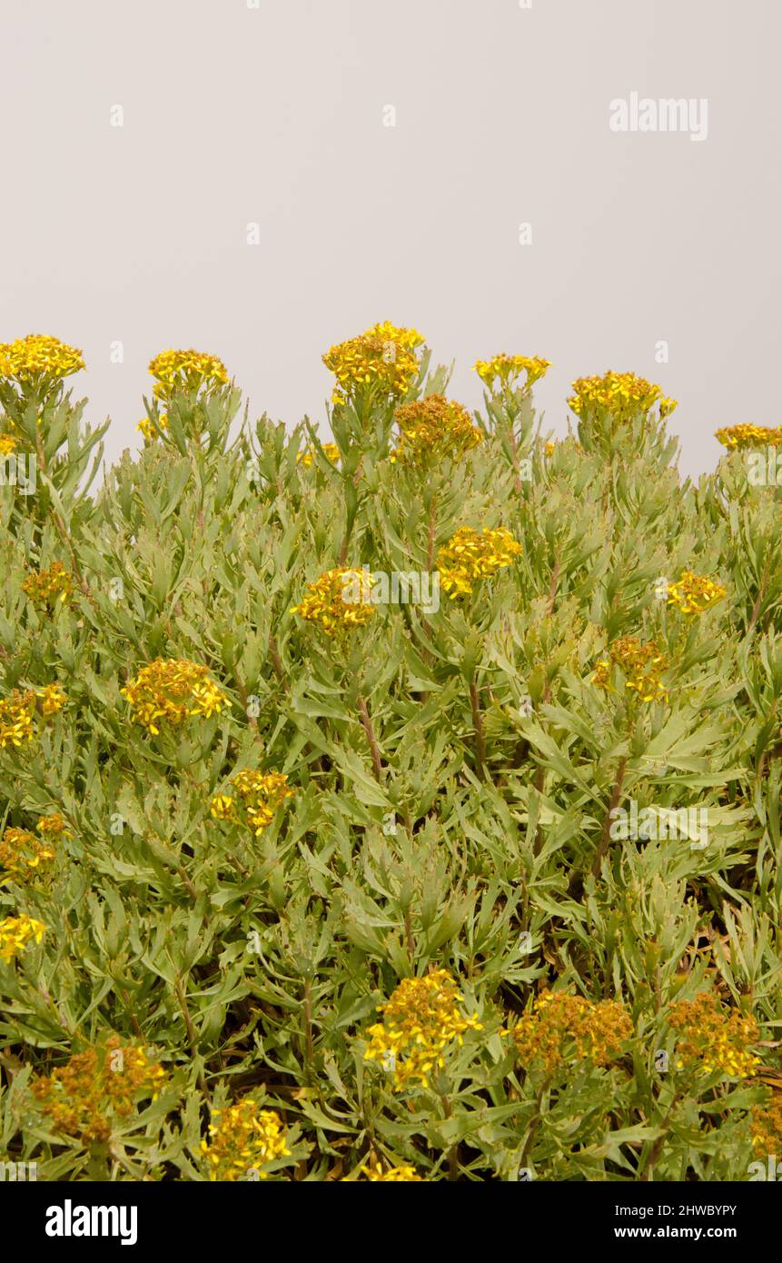 Pianta Senecio palmensis in fiore. Parco Naturale Las Nieves. La Palma.  Isole Canarie. Spagna Foto stock - Alamy