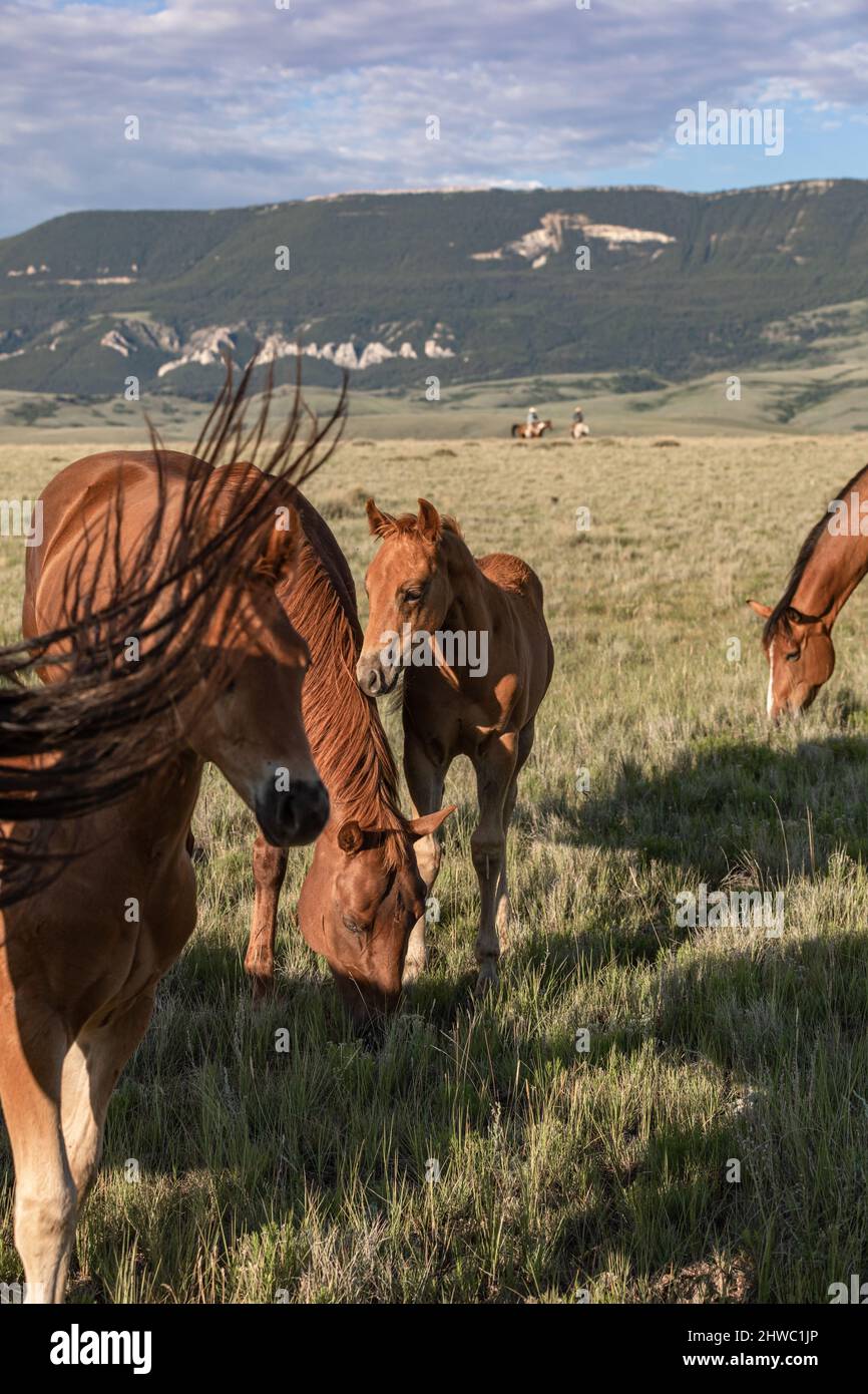 Wyoming Montana Ranch mandria di cavalli a Pryor Mountains. Yellowstone gruppo di cavalli da equitazione per i wrangler in un ranch dude. Foto Stock