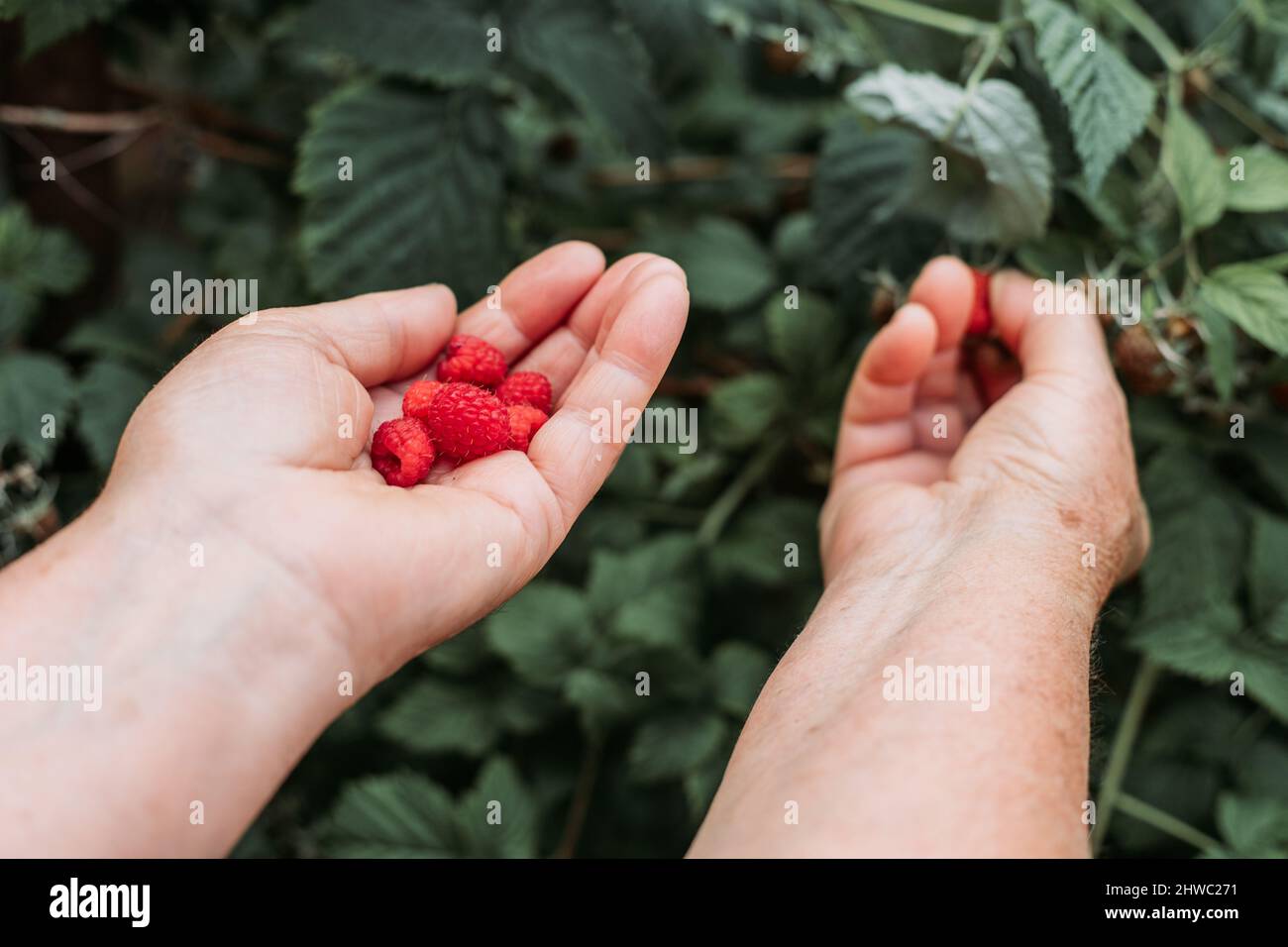 Vecchie mani femminili che raccolgono lamponi freschi nel giardino Foto Stock