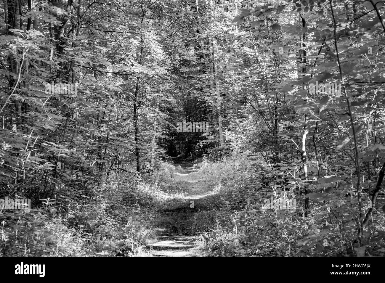 Forest Trail con raggi del sole in primavera Foto Stock