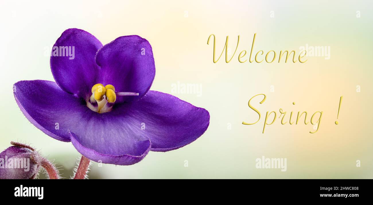 Primo piano di un fiore viola africano con sfondo colorato e testo di Benvenuto Primavera Foto Stock
