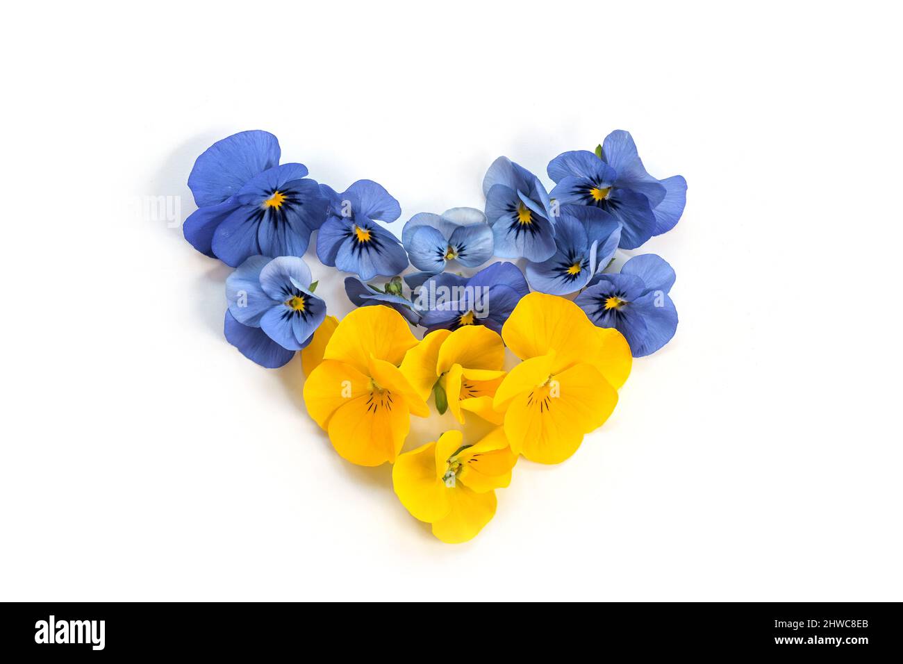 Forma del cuore nei colori della bandiera Ucraina dai fiori blu e gialli della pancia cornuta (viola cornuta), simbolo di solidarietà con l'Ucraina durante il Th Foto Stock