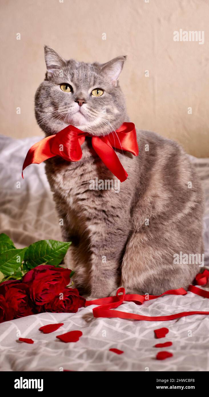 Romantico San Valentino con un animale domestico, un gatto scozzese grigio diritto britannico, a letto con calendario. Il romanticismo di una sola donna il 14 febbraio Foto Stock