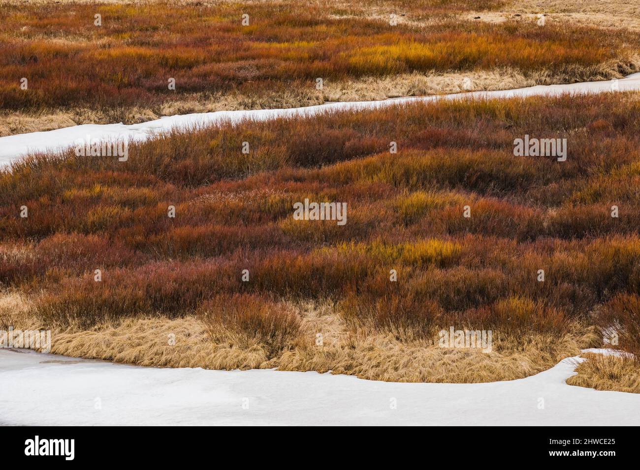 I salici colorati forniscono un habitat di Moose lungo un ruscello nel parco nazionale di Yellowstone, Wyoming, USA Foto Stock