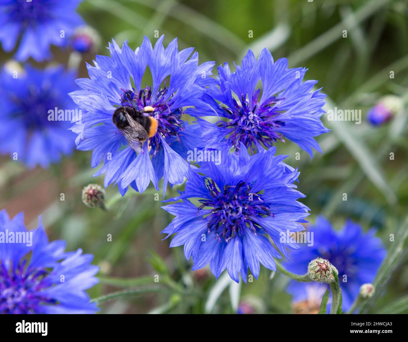 Primo piano di fiori di cornflower blu. Fiore di girasole blu o fiore di bottoni di bachelor. Foto macro di fiori di mais. Foto Stock