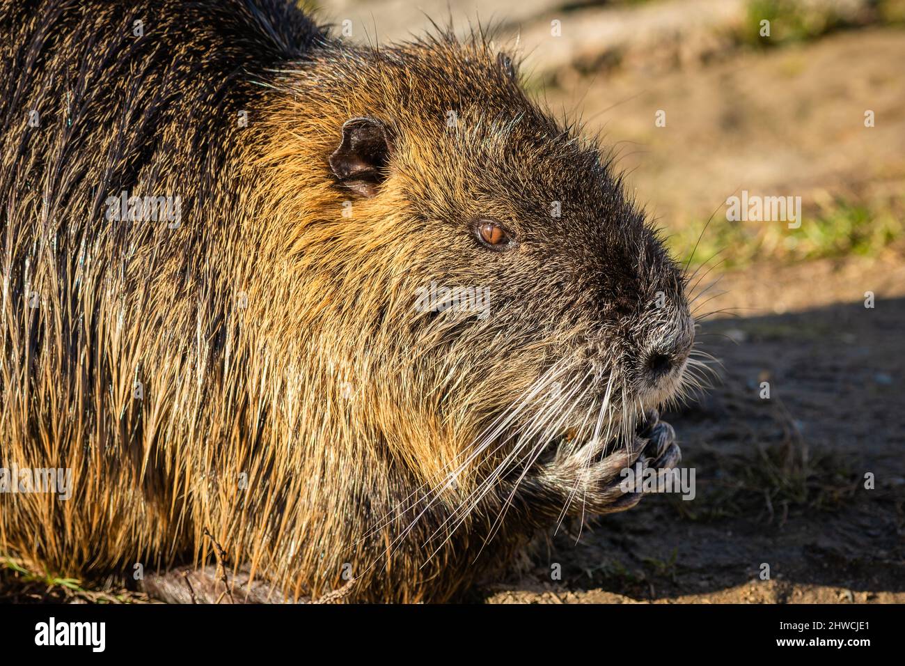 Primo piano immagine di un coypu marrone su terreno fangoso che tiene il cibo nelle sue mani. Giornata di sole in un parco sul fiume. Foto Stock