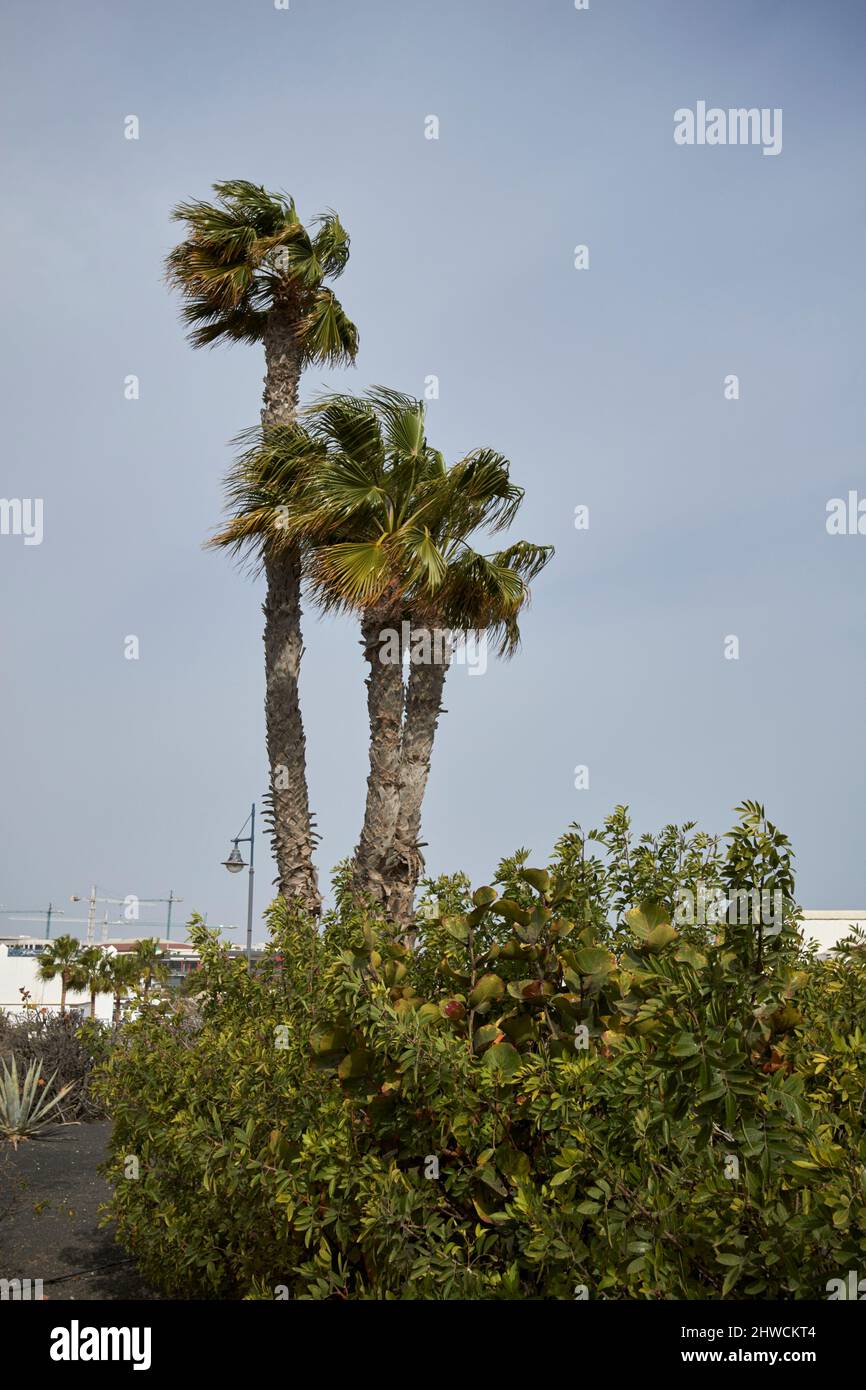vento di calima soffia polvere e sabbia attraverso palme playa blanca lanzarote isole canarie spagna Foto Stock