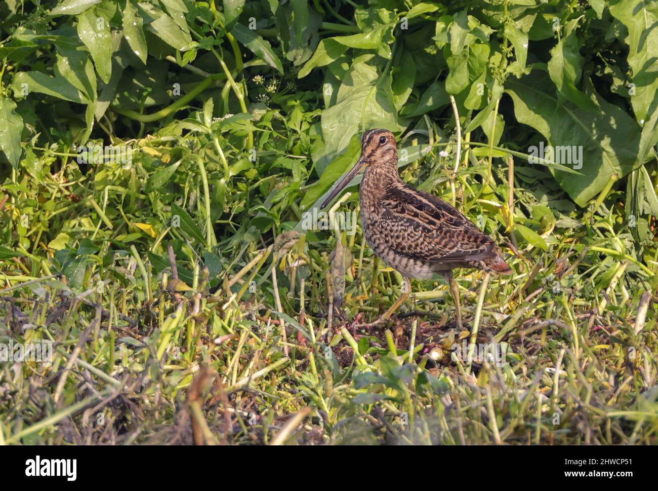 Il cucciolino a coda di rondine è un uccello della famiglia degli Scolopacidae. Foto Stock