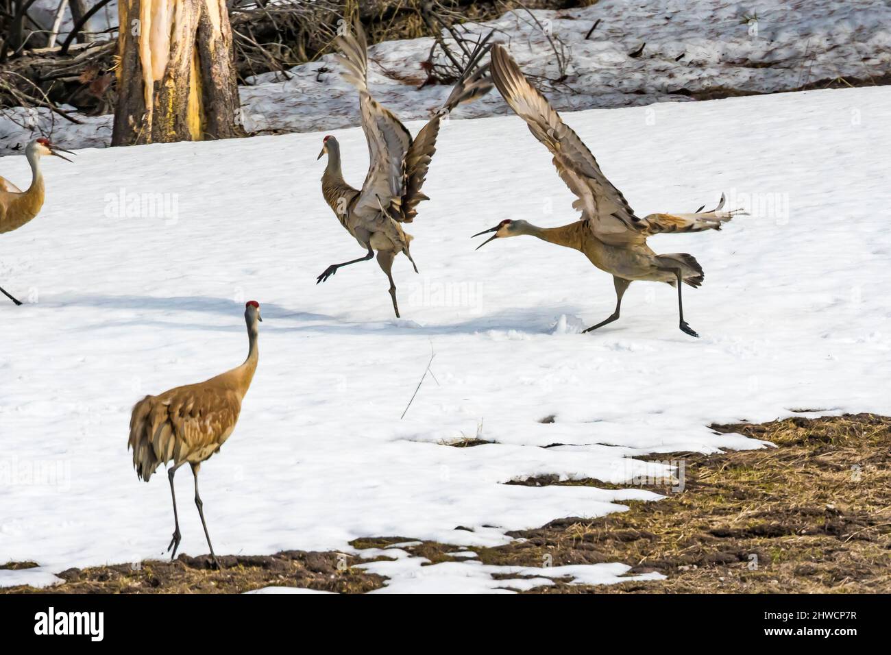 Sandhill Cranes, Antigone canadensis, che mostra l'aggressione a maggio nel Parco Nazionale di Yellowstone, Wyoming, USA Foto Stock