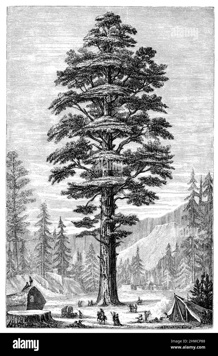 Coast redwood, Sequoia sempervirens, (Geography book, 1885), Küstenmammutbaum, Séquoia à feuilles d'if Foto Stock