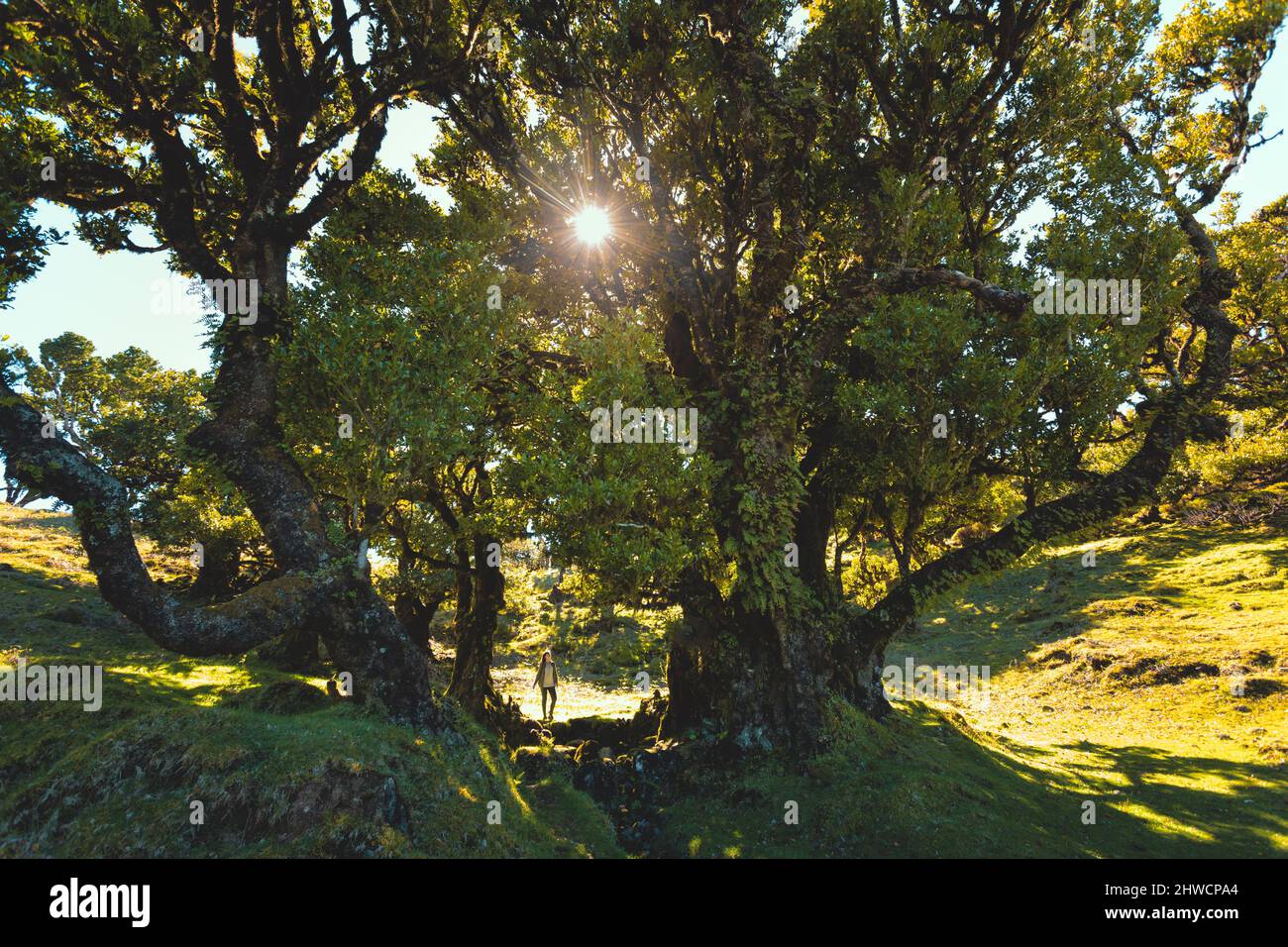 Lo splendido paesaggio di antichi alberi in Isola di Madeira - Portogallo Foto Stock