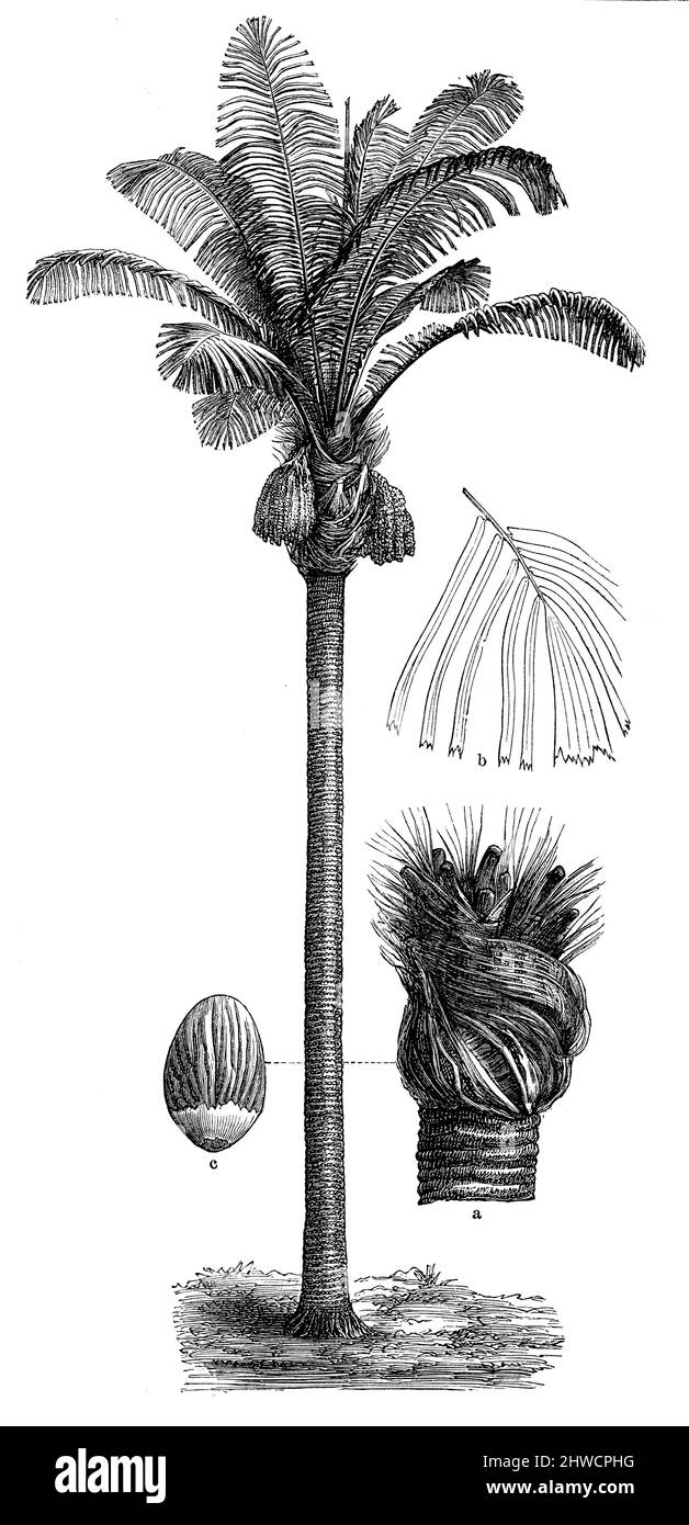 Palma da zucchero a extrémité supérieure du tronc, b partie de la frontaison, c fruit, Arenga pinnata (enciclopedia, 1888), Zuckerpalme a oberes Ende des Stammes, b Teil des Wedels, c Frucht, palmier à sucre a extrémité supérieure du tronc, b partie de la frontaison, c frutta Foto Stock