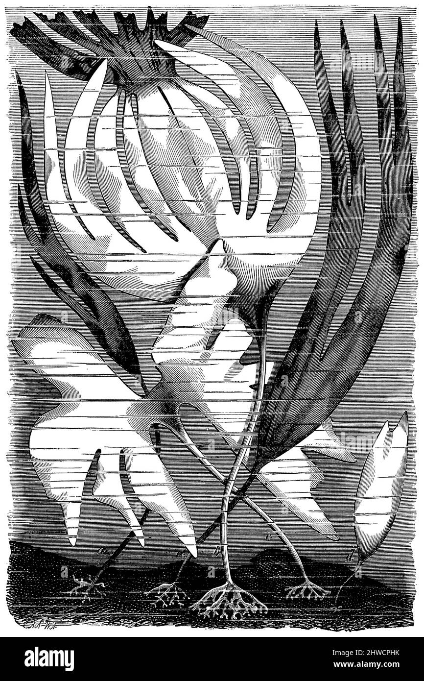 Oarweed una varietà stenophylla, b e c la forma o specie designate come L. Cloustonii, d pianta giovane di L. Coustonii, Laminaria digitata, (libro di botanica, ca. 1900), Fingertang a Varietät stenophylla, b und c die als L. Cloustonii bezeichnete form oder Art, d junge Pflanze der Letteren , fouet de sorcière a variété stenophylla, b et c forme ou espèce désignée sous le nom de L. Cloustonii, d jeune plante de L. Foto Stock