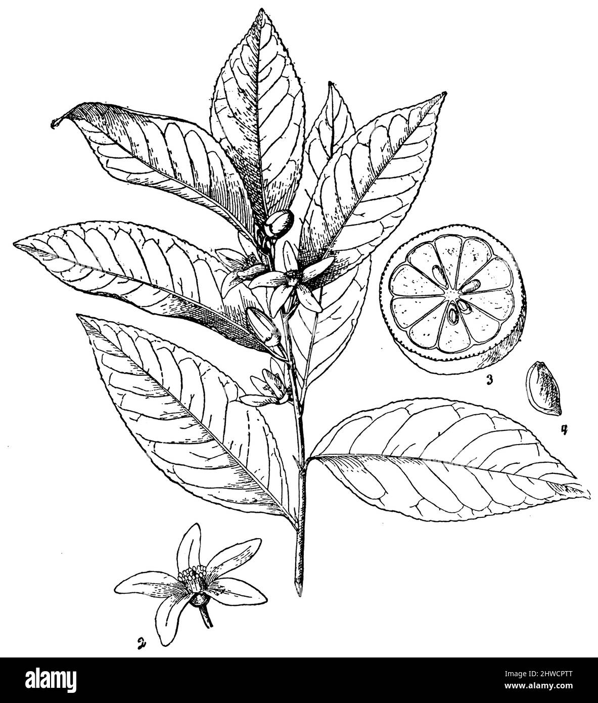 Limone Branche en fleur. 2. la fleur. 3. frutta in coupé. 4. Semenza, Citrus limon, (libro di botanica, ca. 1900), Zitrone Blühender Zweig. 2. Blüte. 3. Frucht im Querschnitt. 4. Stesso, citron Branche en fleur. 2. la fleur. 3. frutta in coupé. 4. semenza Foto Stock