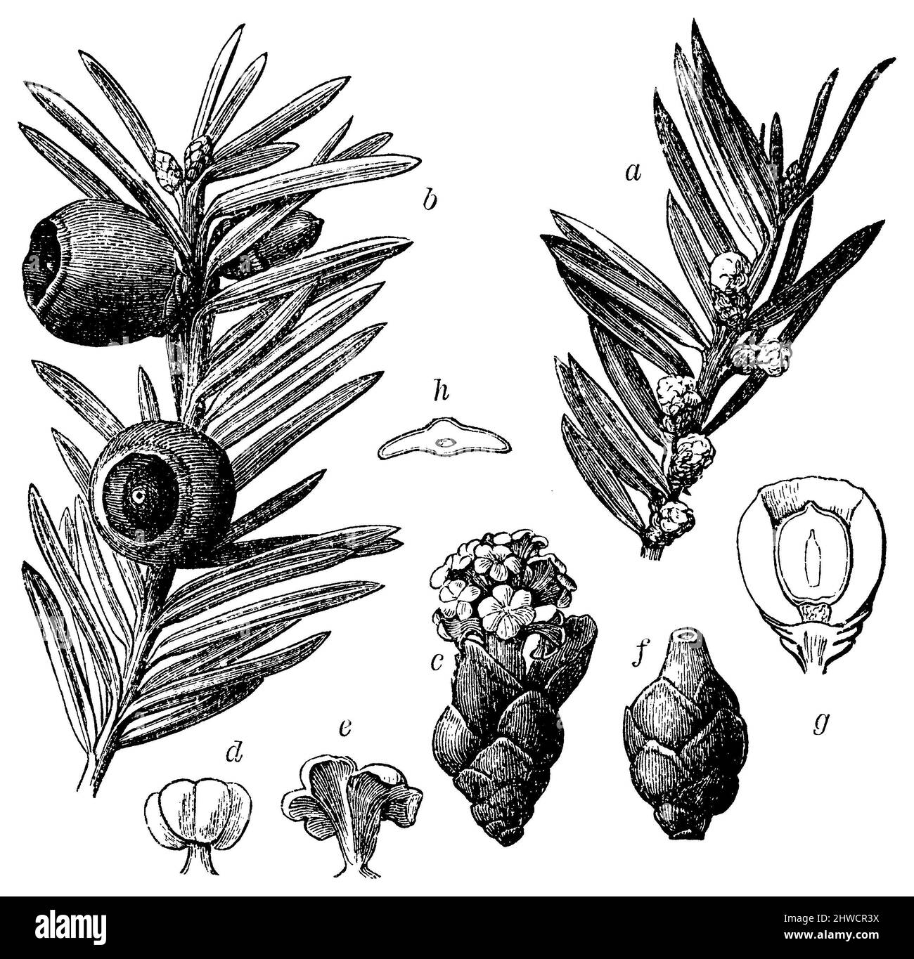 Taxus baccata, yew comune, yew europeo a rameau Mâle, b rameau fruttifère, c fleur Mâle, d étamine fermée, e étamine ouverte, f fleur femelle, g Fruit en coupé projor ale, h coupé transversale de la feuille, Taxus baccata, (, ), Eibe a männlicher, b fruchttragender Zweig, c männliche Blüte, d geschlossenes, e geöffnetes Staubblatt, f weibliche Blüte, G Frucht im Längsschnitt, h Blattquerschnitt, l’if commun, se, se à baies a rameau Mâle, b rameau fruttifère, c fleur Mâle, d étamine fermée, e étamine ouverte, f fleur femelle, g frutta en coupé sollevatore ale, h coupé trasversale de la feuil Foto Stock