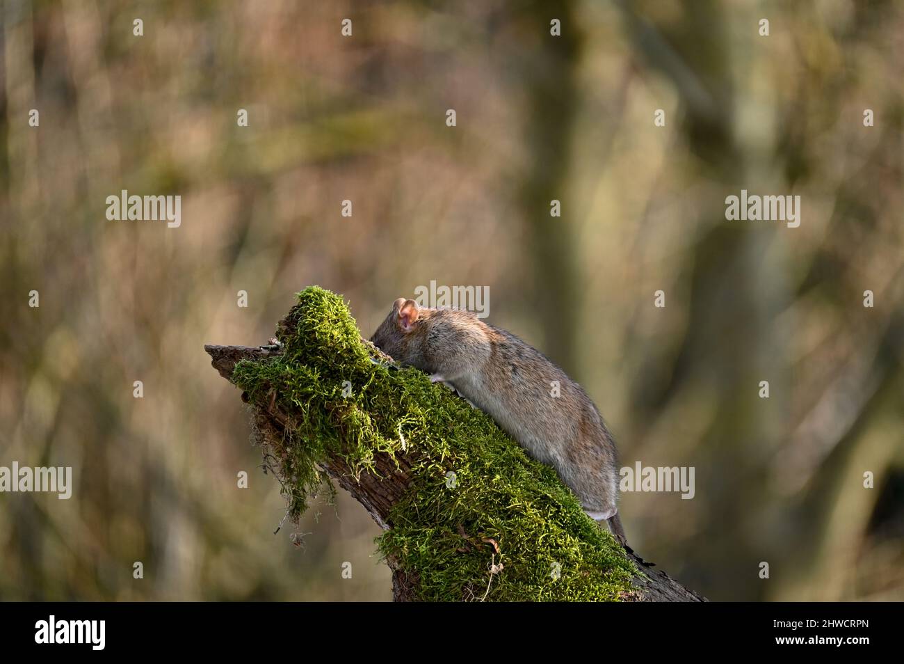 Un ratto marrone selvatico ( Rattus norvegicus ) su un vecchio ramo con muschio verde Foto Stock