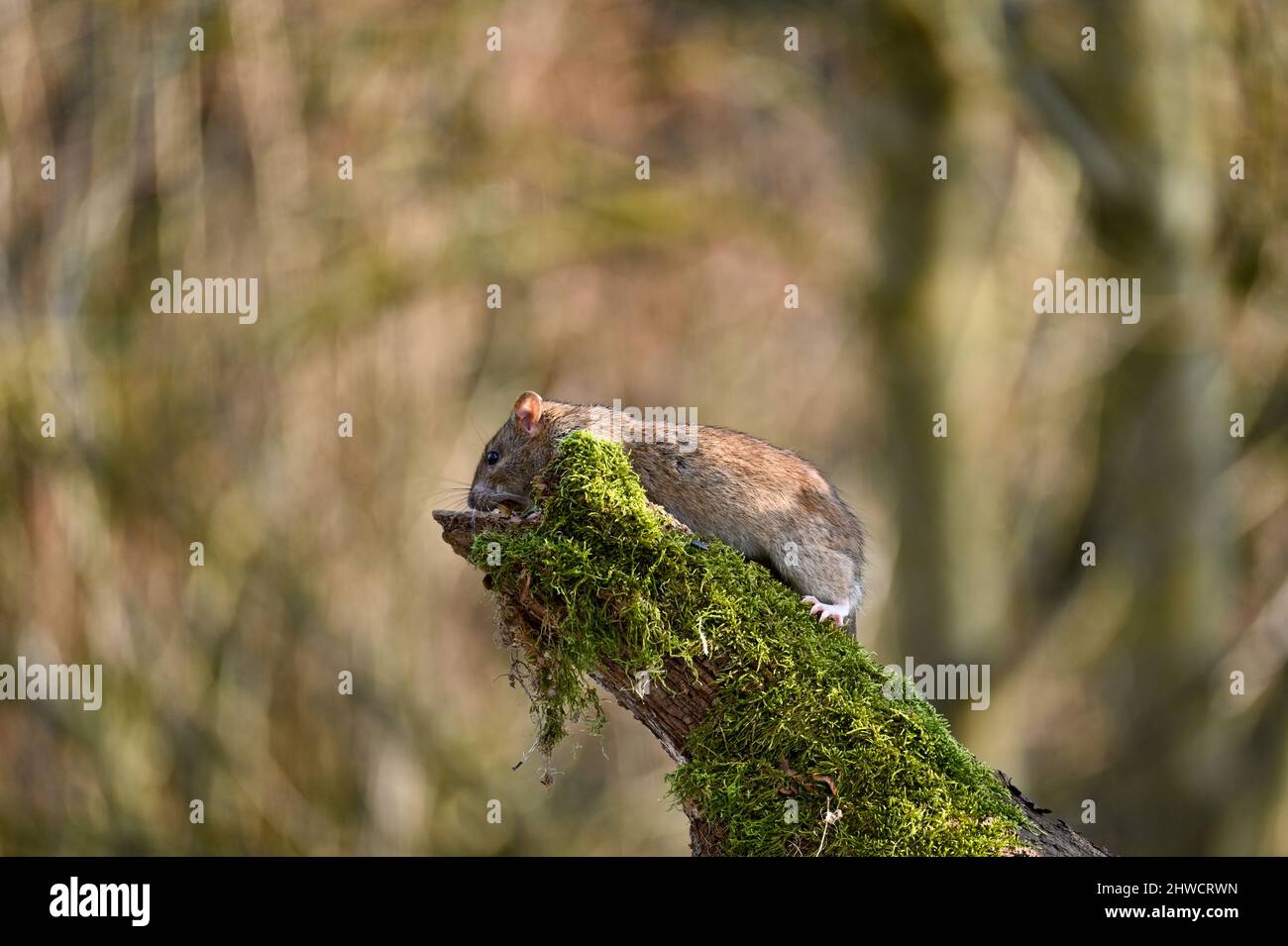 Un ratto marrone selvatico ( Rattus norvegicus ) su un vecchio ramo con muschio verde Foto Stock