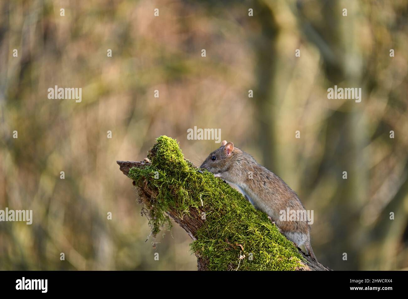 Un ratto marrone selvatico ( Rattus norvegicus ) su un vecchio ramo con muschio verde Foto Stock