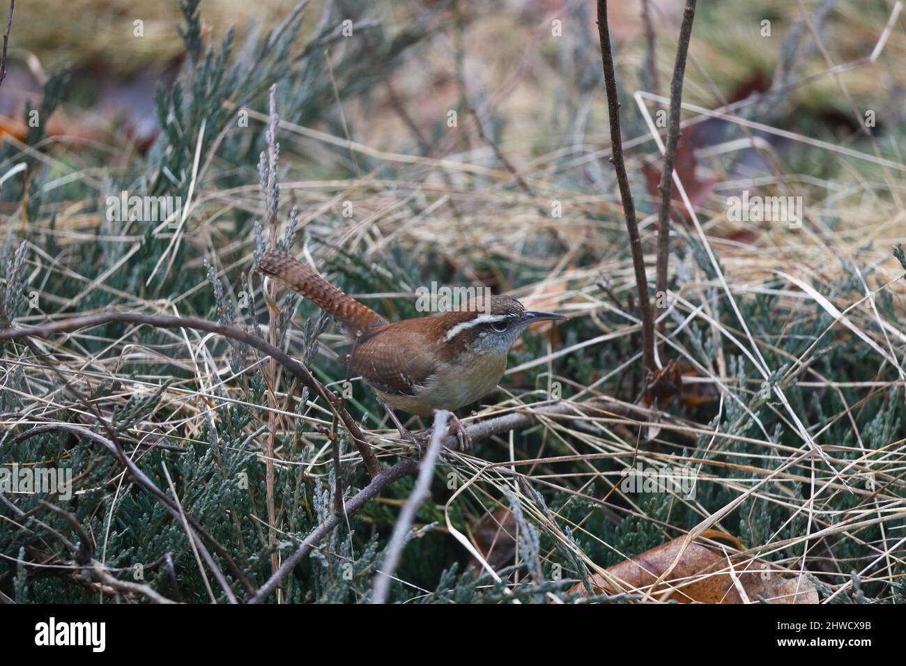 Arrugginisce marrone Marsh Wren in piedi su un ramo in mezzo a copertura di terra a fine inverno Foto Stock