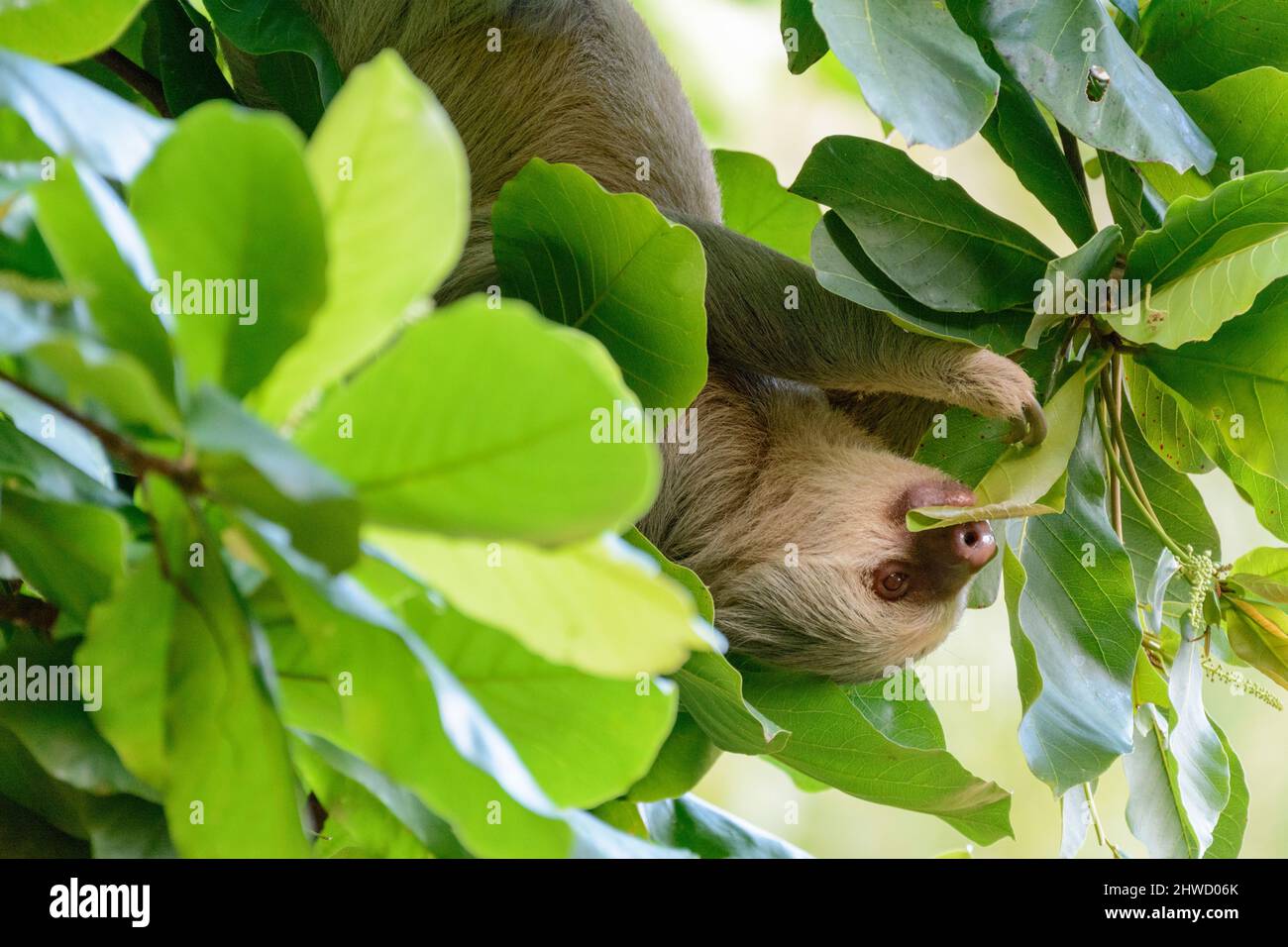 Hoffmann's due-toed sloth (Choloepus hoffmanni) mangiare foglie da un albero nel Parco Nazionale Manuel Antonio, provincia di Puntarenas, Quepos, Costa Rica Foto Stock
