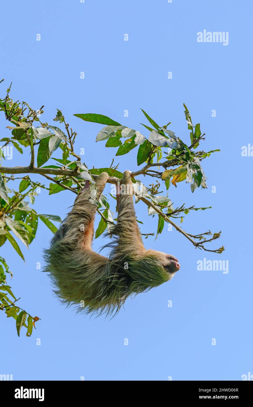 Hoffmann's due-toed sloth (Choloepus hoffmanni), dormire mentre appeso ad un albero nel Parco Nazionale Manuel Antonio, Puntarenas, Quepos, Costa Rica Foto Stock