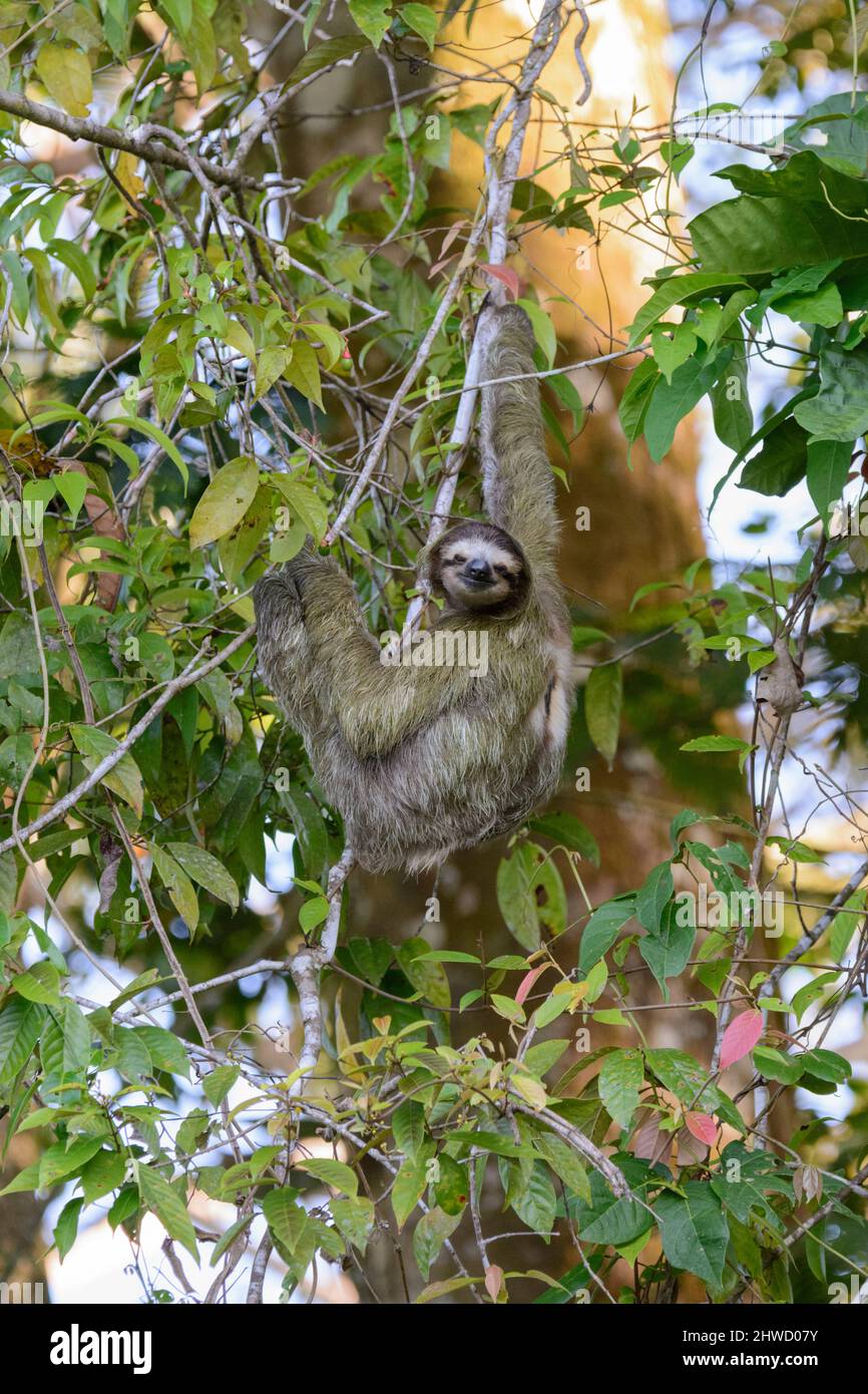 Sentiero a tre punte bruno (Brabypus variegatus) che sale su un albero nel Parco Nazionale di Tortuguero, provincia di Limon, Costa Rica, America Centrale Foto Stock