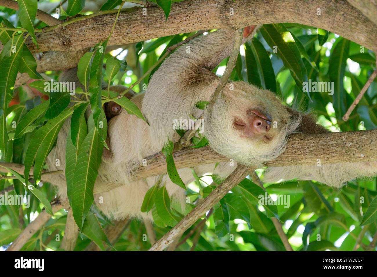 Hoffmann's due-toed sloth (Choloepus hoffmanni), madre e bambino che dormono nel Parco Nazionale Manuel Antonio, provincia di Puntarenas, Quepos, Costa Rica Foto Stock