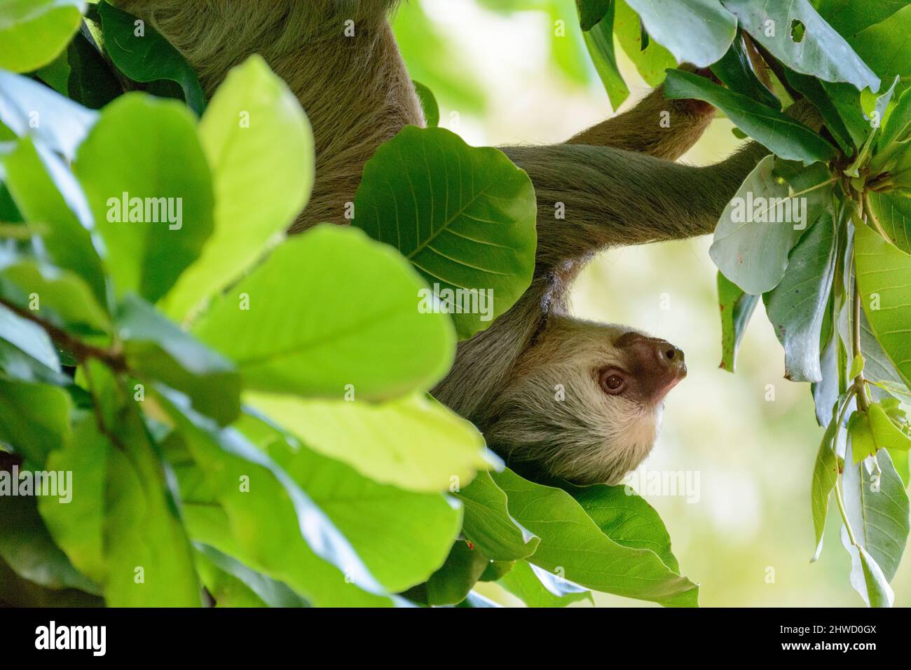 Hoffmann's due-toed sloth (Choloepus hoffmanni) che riposa in un albero nel Parco Nazionale Manuel Antonio, provincia di Puntarenas, Quepos, Costa Rica Foto Stock