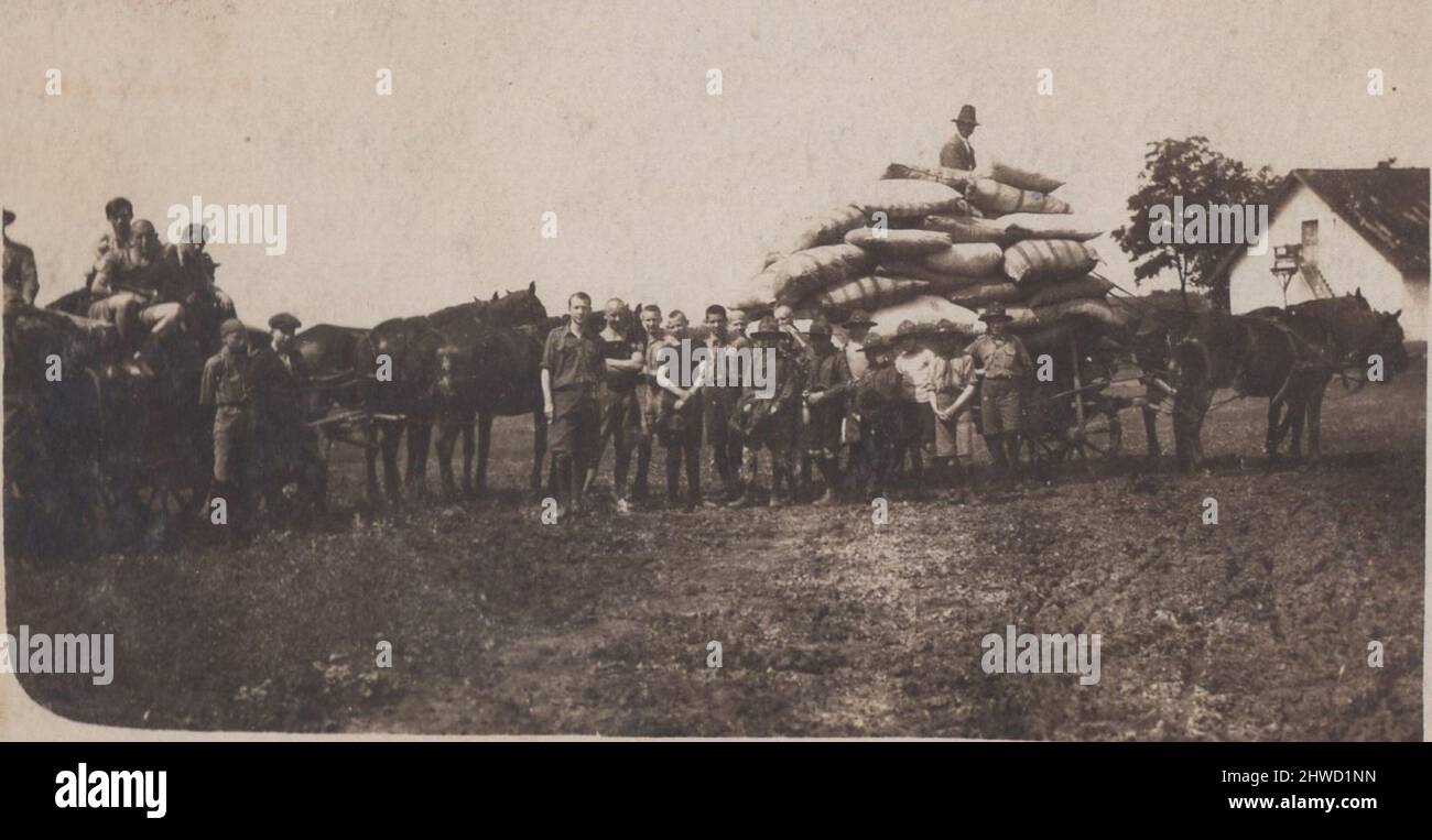 Archivio storico immagine dei ragazzi scout stanno gining una mano ( aiutare) per un agricoltore a caricare il suo carro trainato da cavalli a 1930s Foto Stock