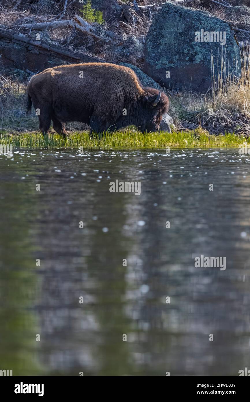 American Bison, Bison bison, che si nutrono lungo il fiume Madison, il parco nazionale di Yellowstone, Wyoming, USA Foto Stock