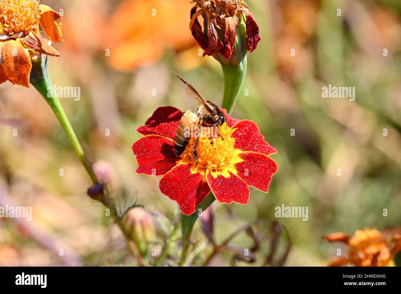 primo piano il rosso giallo marigold fiore con nido d'ape marrone nel giardino su sfondo giallo verde fuori fuoco. Foto Stock