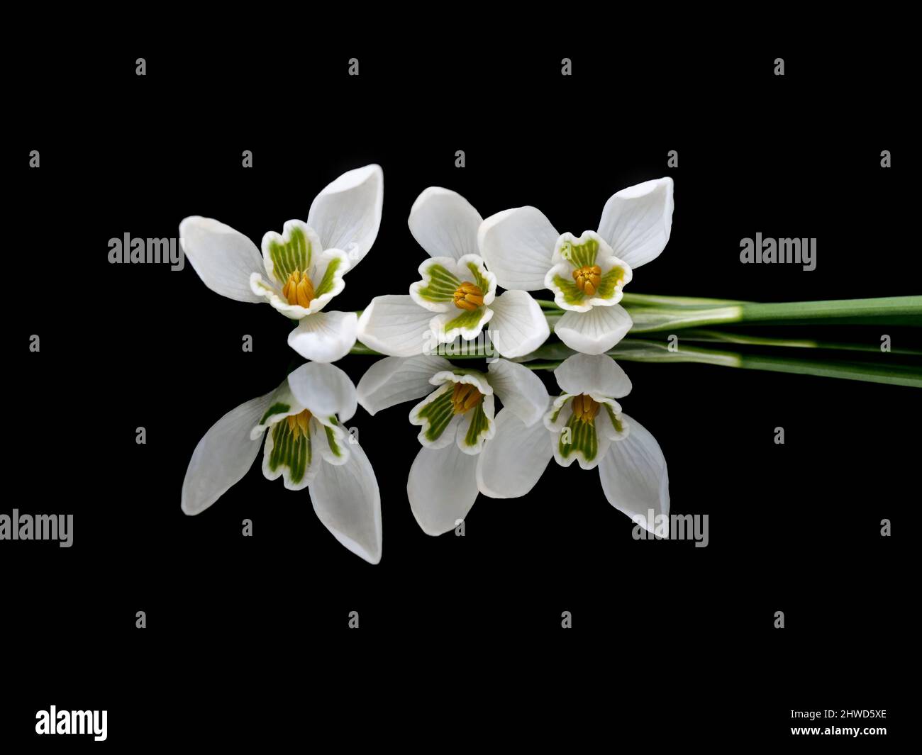 Tre fiori di goccia di neve che giacciono, riflessi su sfondo nero. Bellissima. Foto Stock