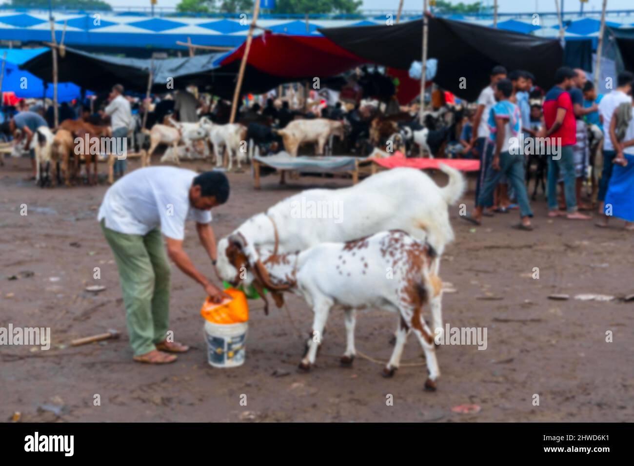 Immagine sfocata del venditore di capra che alimenta le capre che sono vendute sul mercato durante 'Eid al-Adha' o Eid Qurban o 'Festival del sacrificio'. Foto Stock