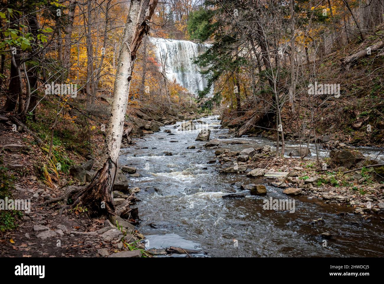 Webster cade nel sud Ontario Foto Stock