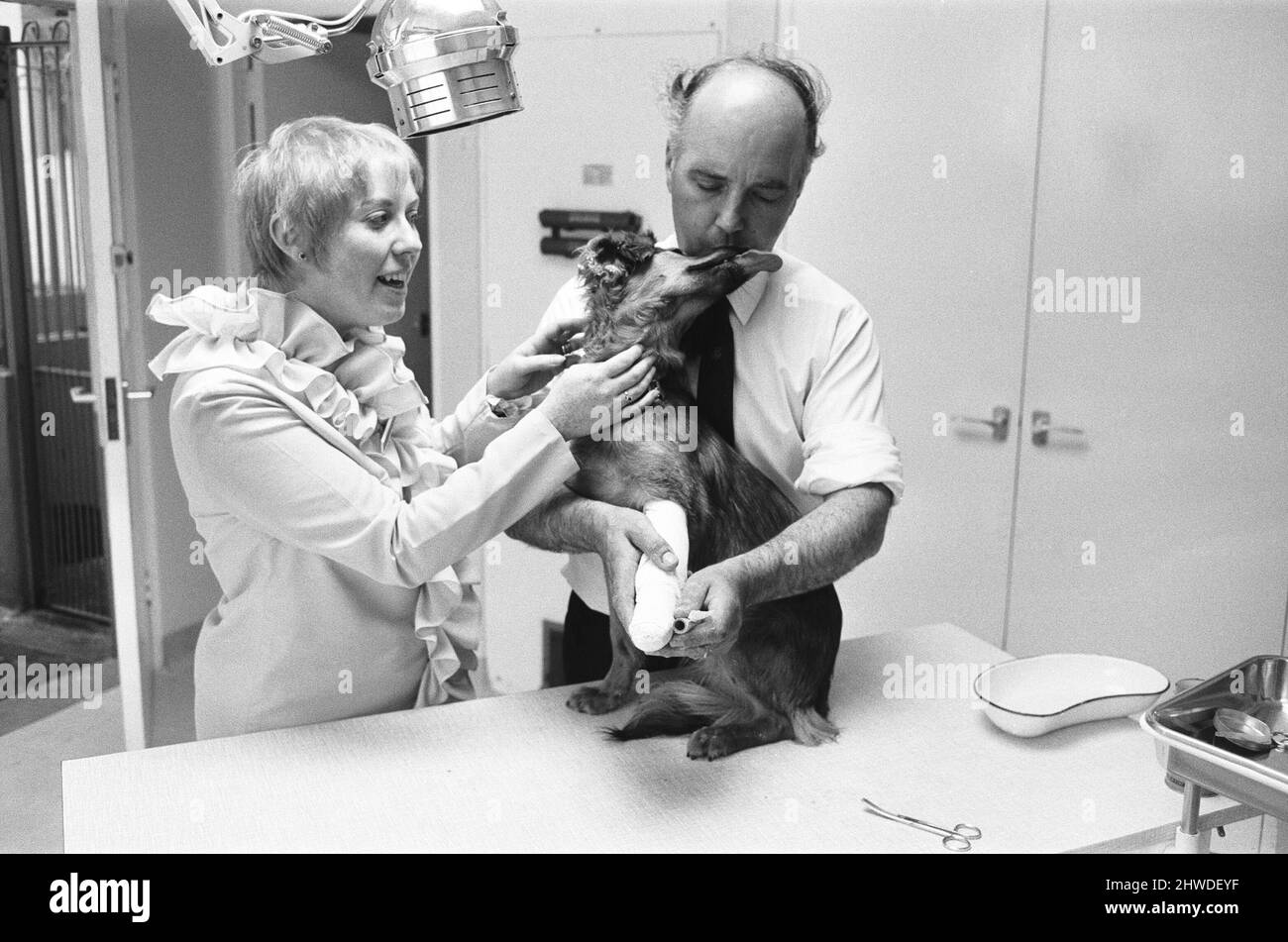 La signora Sindy Bell ha visto qui aiutare il veterinario Robert White durante l'apertura di una nuova ala da parte della duchessa di Beaufort 22nd giugno 1970. Foto Stock