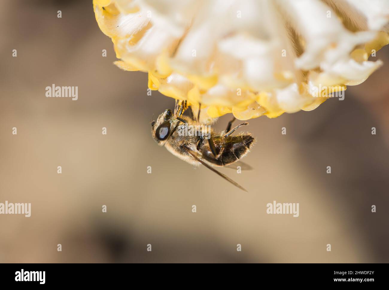 Drone Fly (Eristalis tenax) Foto Stock
