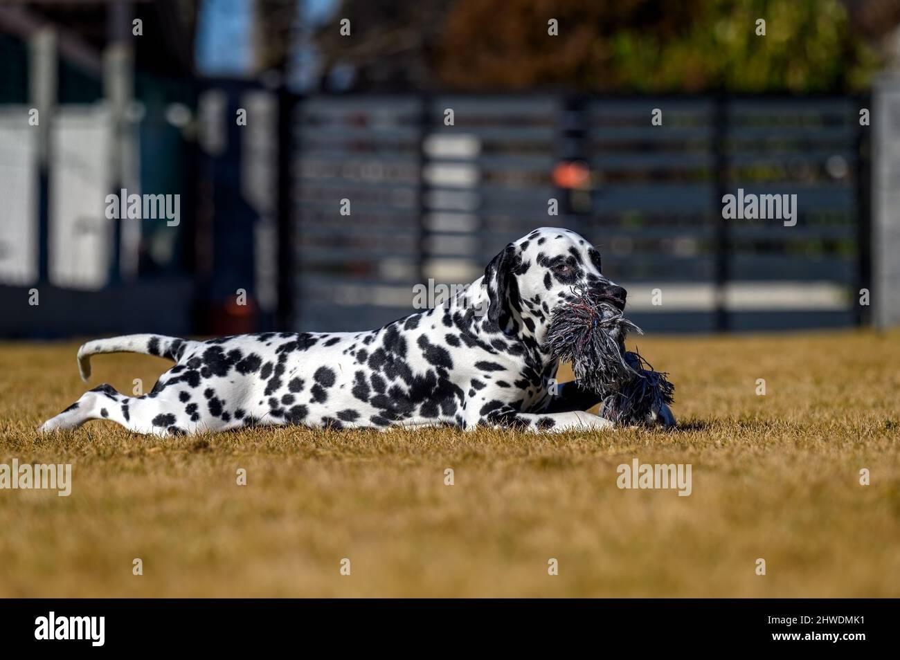 Un giovane e giocoso cane dalmata sta giocando con il suo osso giocattolo Foto Stock