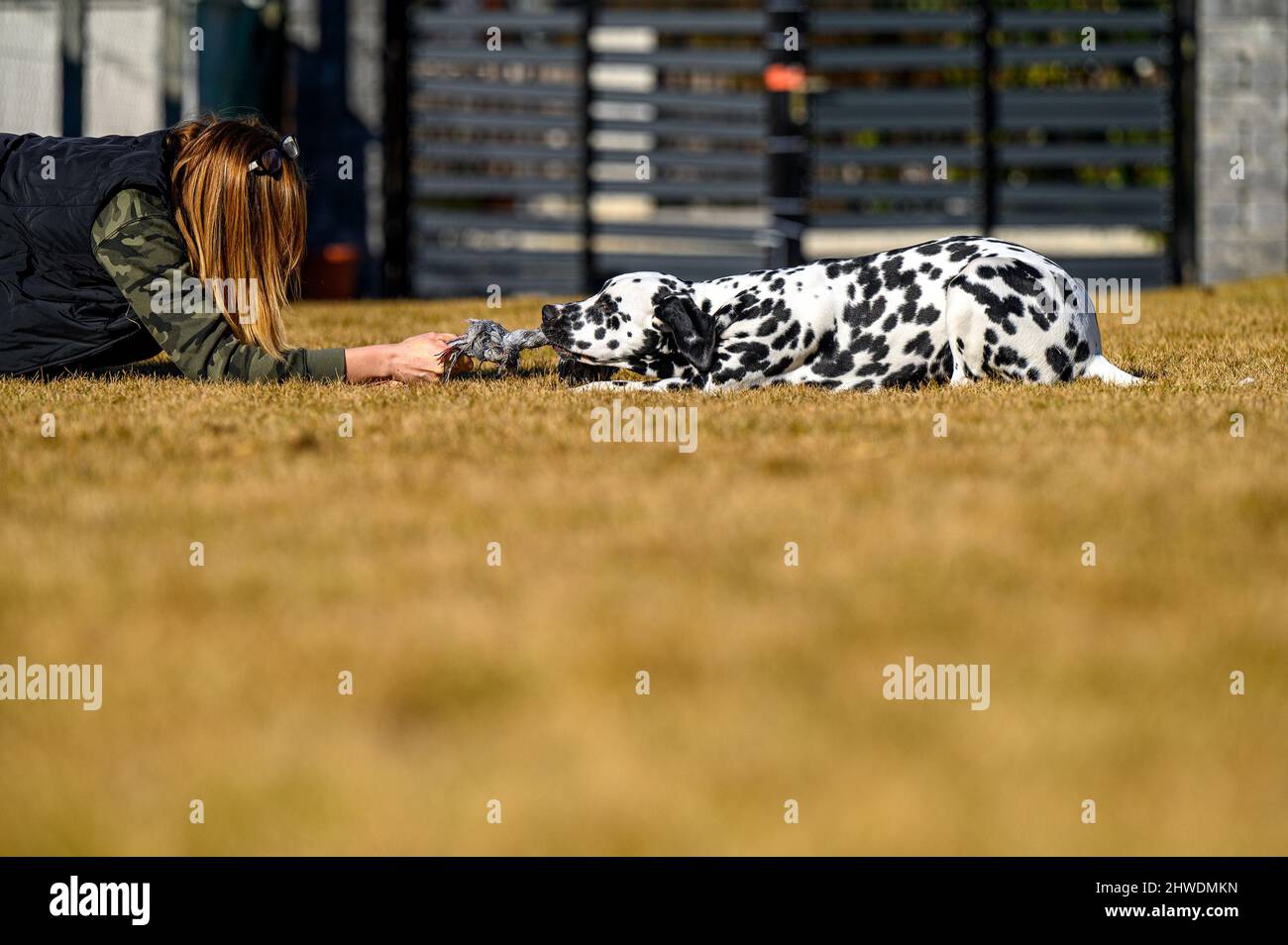 Un giovane e giocoso cane dalmata sta giocando con il suo osso giocattolo Foto Stock