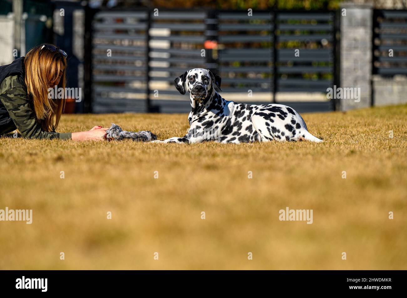 Un giovane e giocoso cane dalmata sta giocando con il suo osso giocattolo Foto Stock