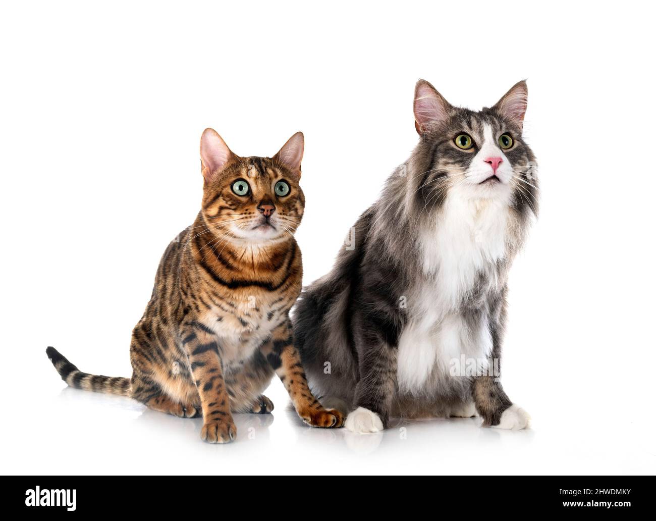 Norvegese gatto foresta e gatto bengala di fronte a sfondo bianco Foto Stock