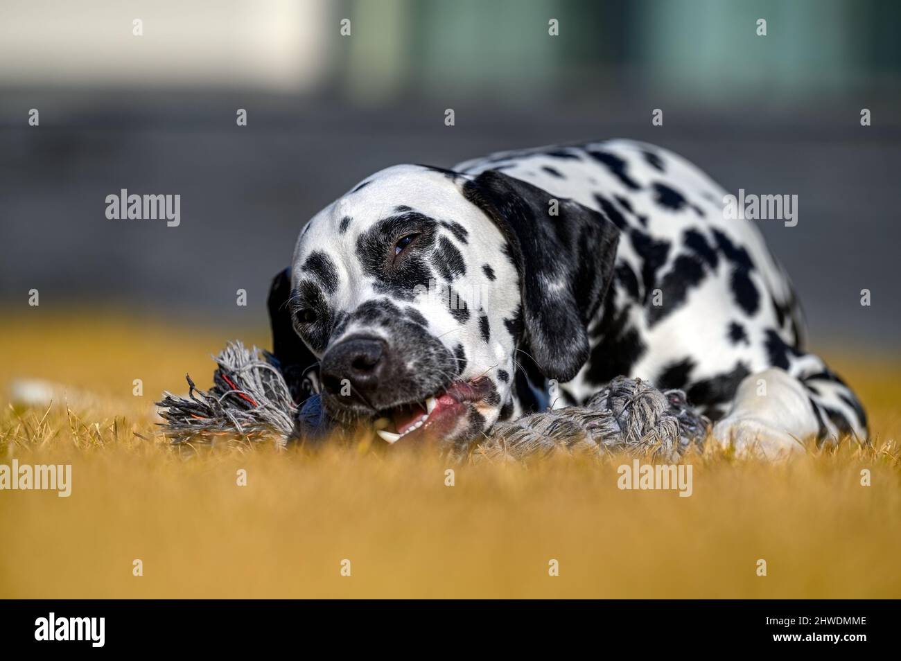 Un giovane e giocoso cane dalmata sta giocando con il suo osso giocattolo Foto Stock