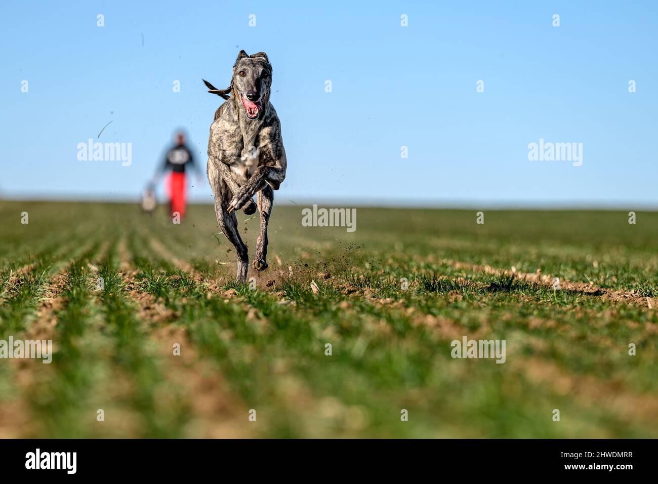 Il proprietario che ottiene nella forma migliore il suo levriero come preparazione per una corsa del cane in una campagna aperta di campo. La fotocamera ad alta velocità ha catturato in divertente p Foto Stock