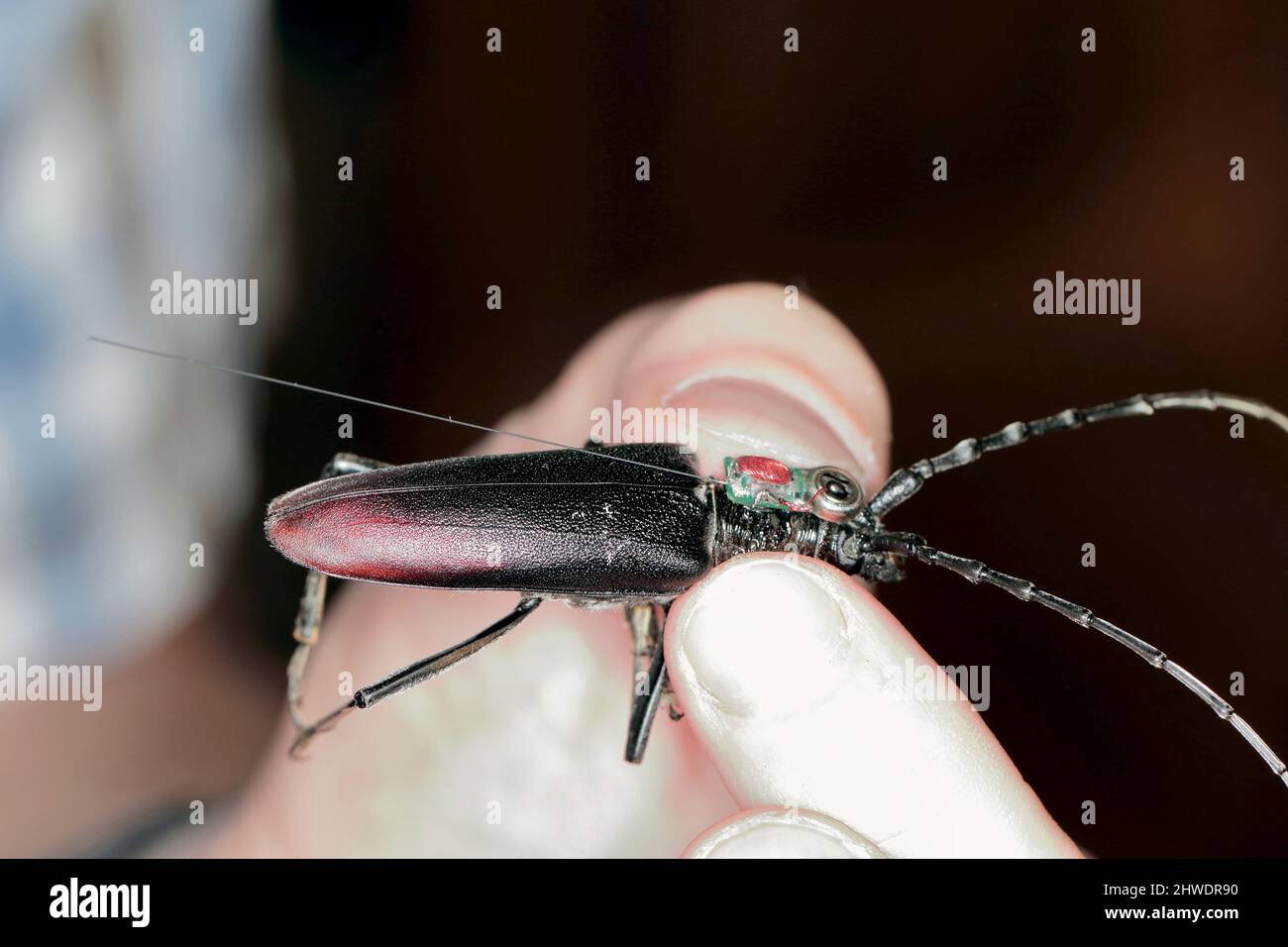 Grande scarabeo di capricorno (Cerambyx cerdo) con trasmettitore radio di tracking. Foto Stock